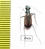 Cicindelidia veracruzensis  Mexico - INSECTS-STORE.RU