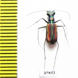 Cicindelidia veracruzensis  Mexico - INSECTS-STORE.RU