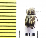 Anthribidae sp.  French Guiana - INSECTS-STORE.RU