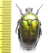 Protaetia cuprea cuprea  Greece - INSECTS-STORE.RU