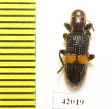 Cleridae sp.  South Africa Rep. - INSECTS-STORE.RU