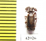 Paussinae sp.  South Africa Rep. - INSECTS-STORE.RU