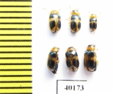 Chrysomelidae sp.  China, Yunnan prov. - INSECTS-STORE.RU