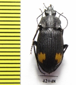 Carabidae sp.  South Africa Rep. - INSECTS-STORE.RU
