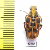 Euselates proxima  Taiwan - INSECTS-STORE.RU