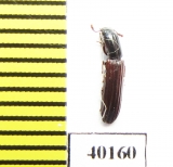 Colydium elongatum  Iran, Mazandaran prov. - INSECTS-STORE.RU