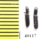 Colydium elongatum  Iran, Mazandaran prov. - INSECTS-STORE.RU