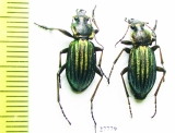 Carabus (Carabulus) ermaki  Russia, Krasnoyarsk reg. - INSECTS-STORE.RU