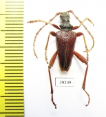 Akimerus schaefferi  Russia, Voronezh reg. - INSECTS-STORE.RU