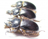 Ceratophyus mesasiaticus, pair  Kazakhstan - INSECTS-STORE.RU