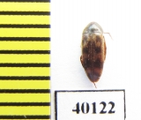 Orchesia ? undulata  Iran, Mazandaran prov. - INSECTS-STORE.RU