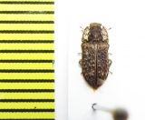 Endophloeus markovichianus  Italy, Sicilia - INSECTS-STORE.RU