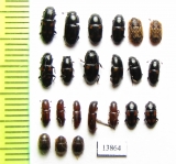 Nitidulidae sp.  Russia, Tver reg. - INSECTS-STORE.RU