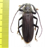 Prioninae sp.  South Africa Rep. - INSECTS-STORE.RU