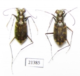 Cicindelinae sp., pair  Madagascar - INSECTS-STORE.RU