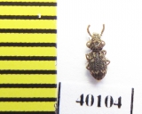 Corticus celtis  Italy - INSECTS-STORE.RU