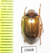 Phytholaema mutabilis  Chile - INSECTS-STORE.RU