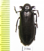 Rhipiceridae sp.  Zambia - INSECTS-STORE.RU