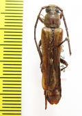 Cerambycidae sp.  Australia - INSECTS-STORE.RU
