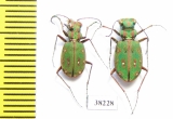 Cicindela maroccana, pair  Morocco - INSECTS-STORE.RU