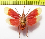 Pyrops hamdjahi  Indonesia, Peleng isl. - INSECTS-STORE.RU