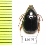 Phytholaema dilutipes  Chile - INSECTS-STORE.RU