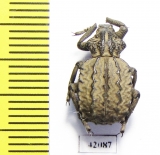 Brachycerus sp.  Morocco - INSECTS-STORE.RU