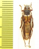 Hesthesis plorator  Australia - INSECTS-STORE.RU