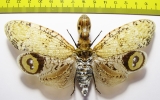 Fulgora lanternaria  Peru 135mm (3000p) - INSECTS-STORE.RU
