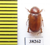 Brenskea coronata  Uzbekistan - INSECTS-STORE.RU