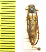 Hesthesis plorator  Australia - INSECTS-STORE.RU