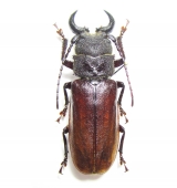 Prioninae - INSECTS-STORE.RU