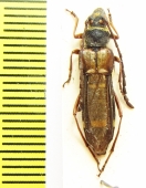 Hesthesis plorator  Australia - INSECTS-STORE.RU