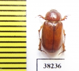 Brenskea coronata  Uzbekistan - INSECTS-STORE.RU