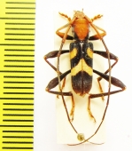 Aridaeus ? nigripes  Australia - INSECTS-STORE.RU