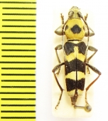 Chlorophorus ? fristedti  Australia - INSECTS-STORE.RU