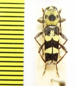 Chlorophorus ? fristedti  Australia - INSECTS-STORE.RU