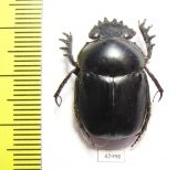 Scarabaeus sp.  Namibia - INSECTS-STORE.RU