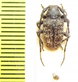 Ancita sp.  Australia - INSECTS-STORE.RU