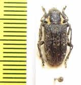 Ancita crocogaster  Australia - INSECTS-STORE.RU