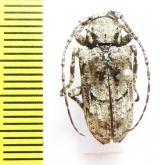 Cerambycidae sp.  Australia - INSECTS-STORE.RU