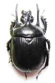 Geotrupinae - INSECTS-STORE.RU