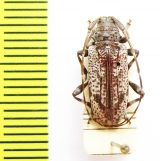 Zygocera canosa  Australia - INSECTS-STORE.RU