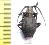 Phantasis sp.  Zambia - INSECTS-STORE.RU