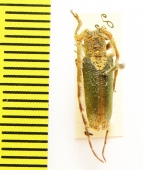 Rhytiphora nigrovirens  Australia - INSECTS-STORE.RU