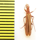 Syllitus sp.  Australia - INSECTS-STORE.RU