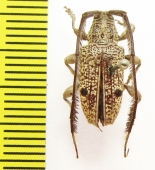 Thyada barbicornis  Australia - INSECTS-STORE.RU