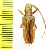 Cerambycidae sp.  Australia - INSECTS-STORE.RU