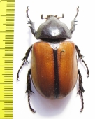 Eupatorus gracilicornis, female  Thailand - INSECTS-STORE.RU