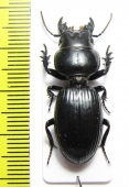 Carabidae sp.  Angola - INSECTS-STORE.RU